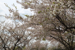 2015_hanami_49