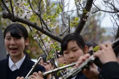2015_hanami_59