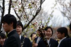 2015_hanami_60