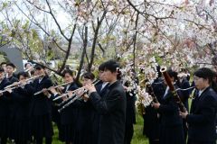 2015_hanami_61