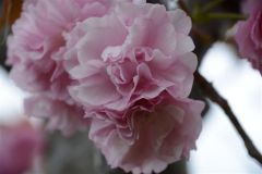 2015_hanami_67