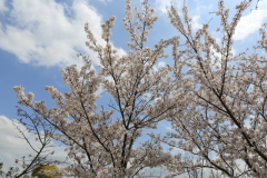 0F6A0046-light