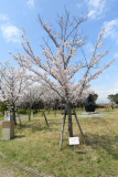 0F6A0050-light